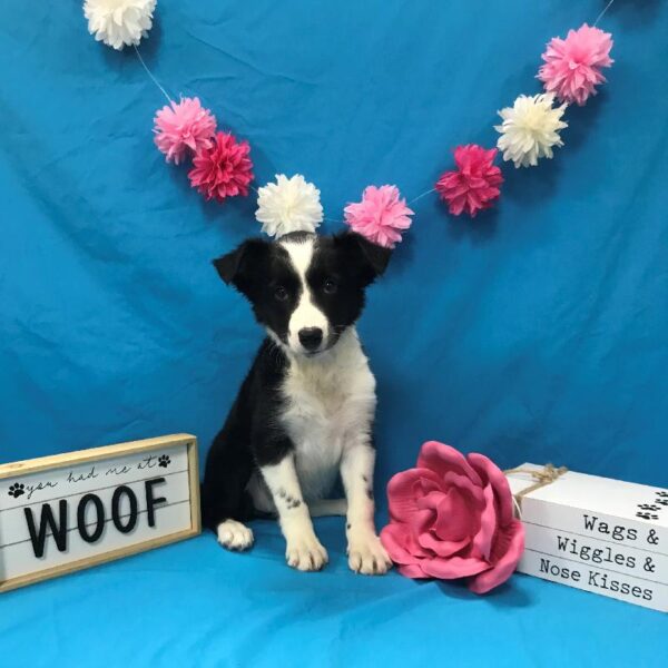 Border Collie-DOG-Female-Black / White-4047-Petland Woodlands, TX