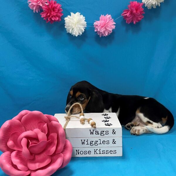 Beagle-DOG-Female-Black White / Tan-4048-Petland Woodlands, TX