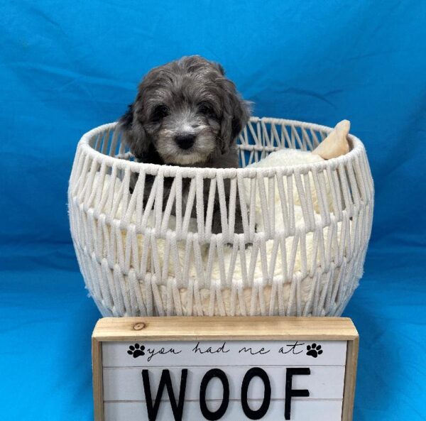 Mini Aussiedoodle-DOG-Male-Silver/Gray-4095-Petland Woodlands, TX