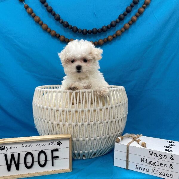 Maltese-DOG-Male-White & Cream-4109-Petland Woodlands, TX