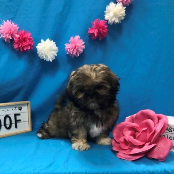 Shih Tzu-DOG-Female-Golden & White-4104-Petland Woodlands, TX