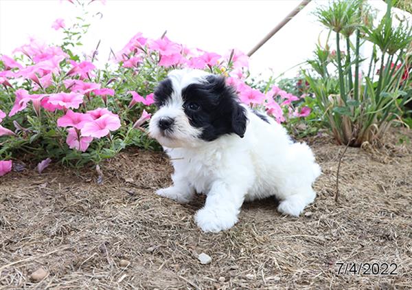 Coton De Tulear-DOG-Female-Black / White-4141-Petland Woodlands, TX