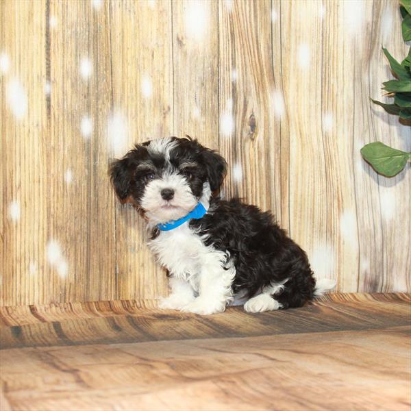 Havanese-DOG-Male-Black-4146-Petland Woodlands, TX