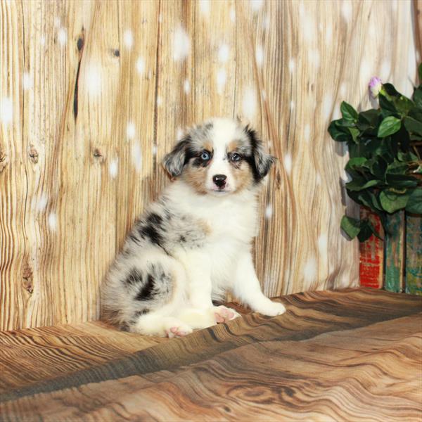 Australian Shepherd-DOG-Male-Blue Merle / Tan-4147-Petland Woodlands, TX