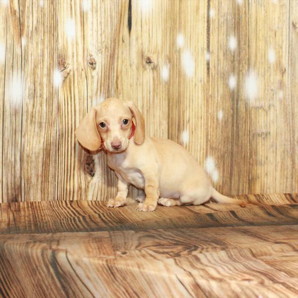 Dachshund-DOG-Male-Isabella-4151-Petland Woodlands, TX