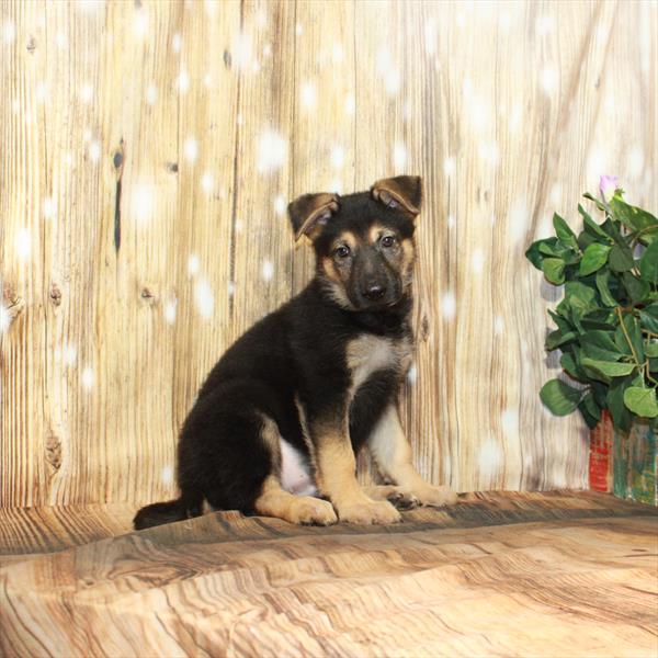 German Shepherd-DOG-Male-Black / Tan-4152-Petland Woodlands, TX