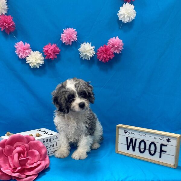 Cavapoo-DOG-Female-White / Blue Merle-4148-Petland Woodlands, TX