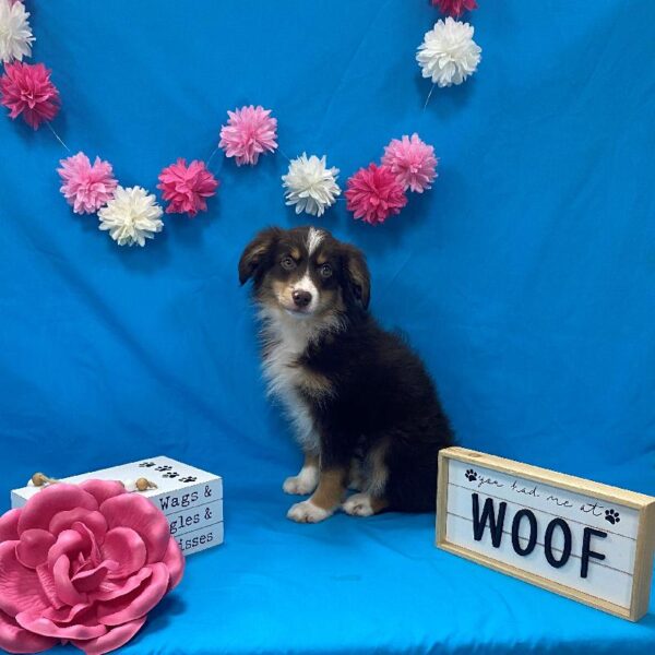 Australian Shepherd-DOG-Female-Chocolate / Tan-4145-Petland Woodlands, TX