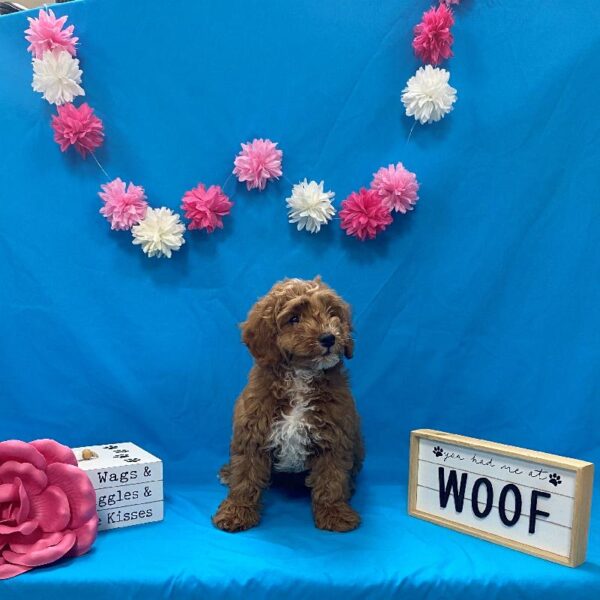 Goldendoodle Mini 2nd Gen-DOG-Female-Red-4144-Petland Woodlands, TX