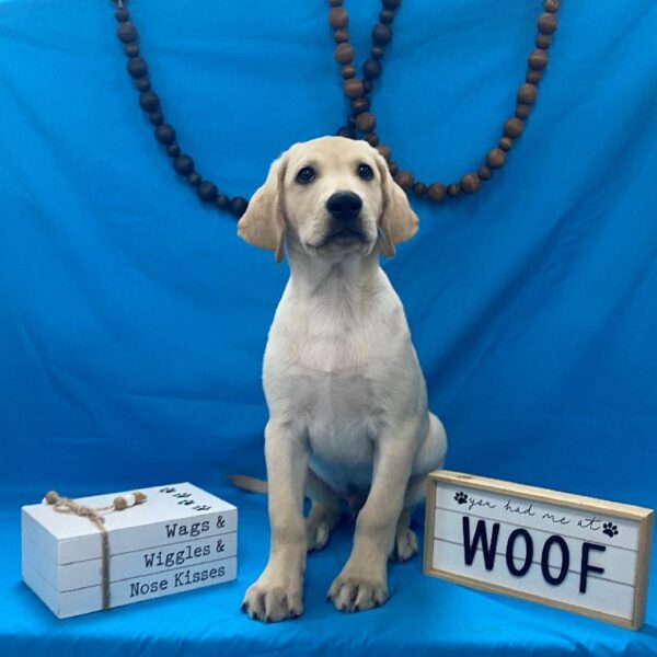 Labrador Retriever-DOG-Male-Yellow-4143-Petland Woodlands, TX