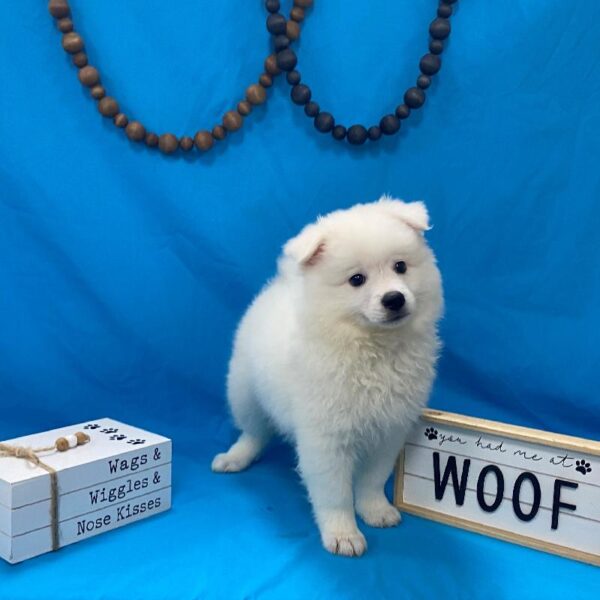 American Eskimo-DOG-Male-White-4156-Petland Woodlands, TX