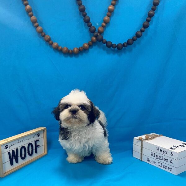 Shih Tzu-DOG-Male-Golden, White, Brindle Parti-4103-Petland Woodlands, TX