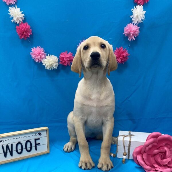 Labrador Retriever-DOG-Female-Yellow-4159-Petland Woodlands, TX