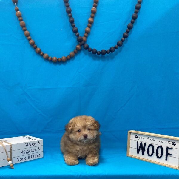Pom-A-Poo-DOG-Male-Chocolate Fawn-4160-Petland Woodlands, TX