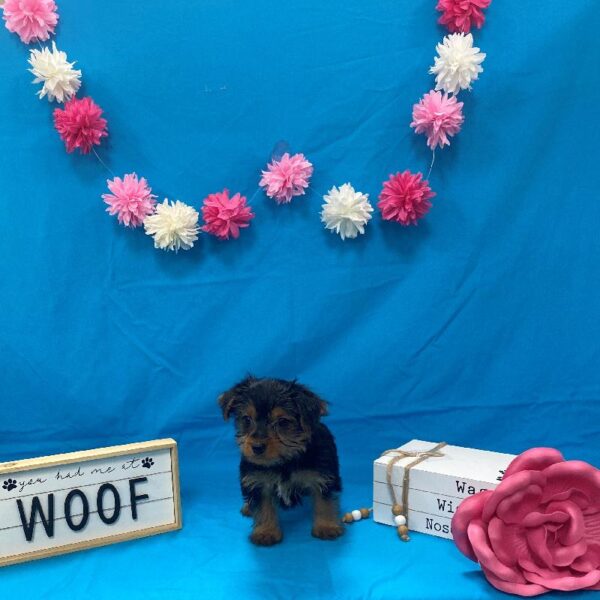 Yorkie-DOG-Female-Black / Tan-4162-Petland Woodlands, TX
