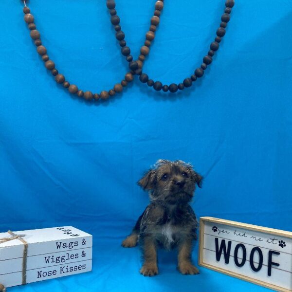 Cairn Terrier-DOG-Male-Wheaten-4163-Petland Woodlands, TX
