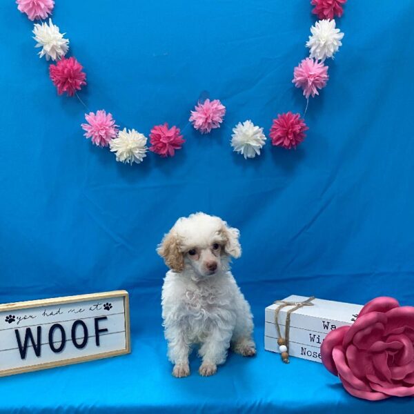 Poodle-DOG-Female-White / Apricot-4174-Petland Woodlands, TX