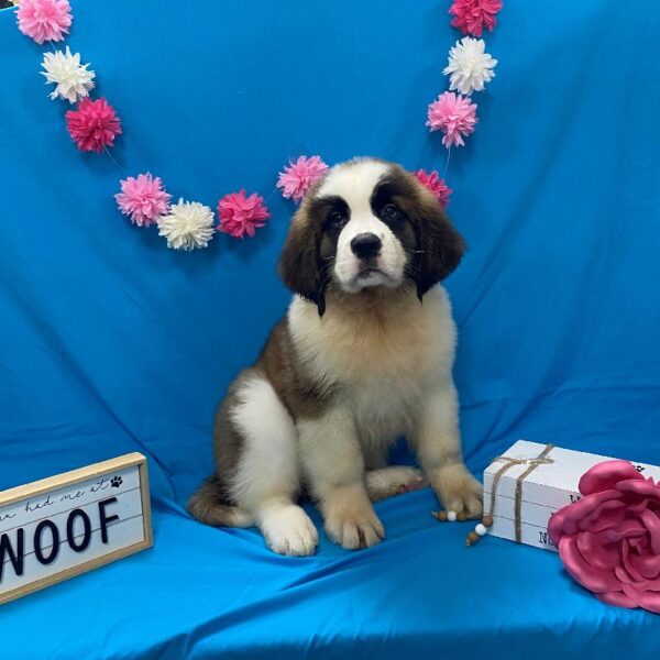 Saint Bernard-DOG-Female-Brown / White-4176-Petland Woodlands, TX