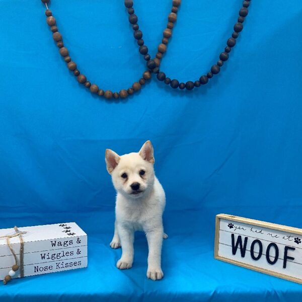 Shiba Inu-DOG-Male-Cream-4179-Petland Woodlands, TX