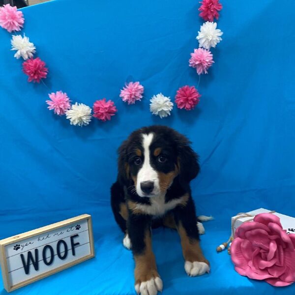 Bernese Mountain Dog-DOG-Female-Black Rust / White-4182-Petland Woodlands, TX