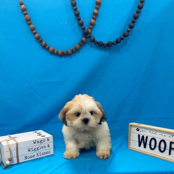 Lhasa Apso-DOG-Male-Brown / White-4183-Petland Woodlands, TX