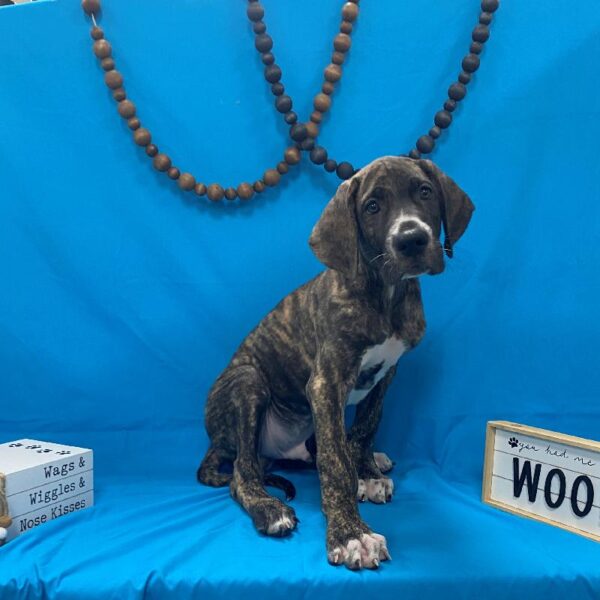 Great Dane-DOG-Male-Brindle-4185-Petland Woodlands, TX