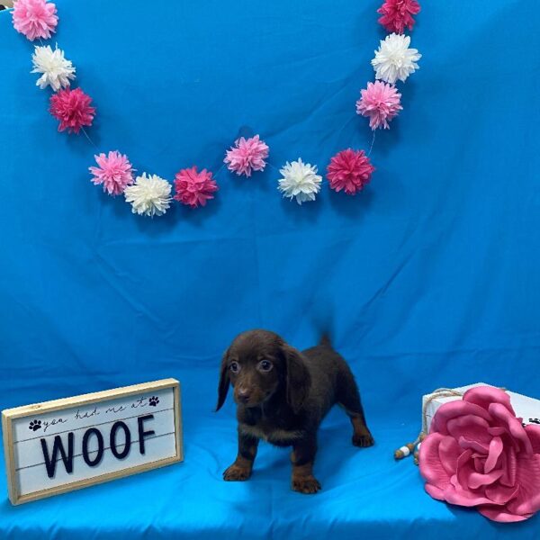 Dachshund-DOG-Female-Chocolate & Tan-4188-Petland Woodlands, TX