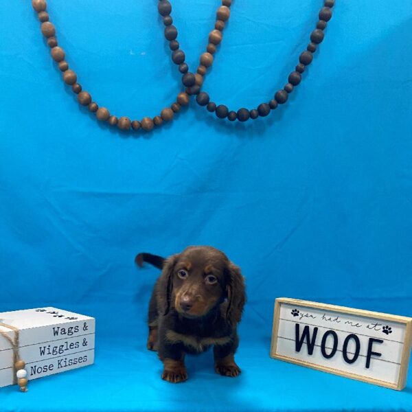 Dachshund-DOG-Male-Chocolate & Tan-4189-Petland Woodlands, TX