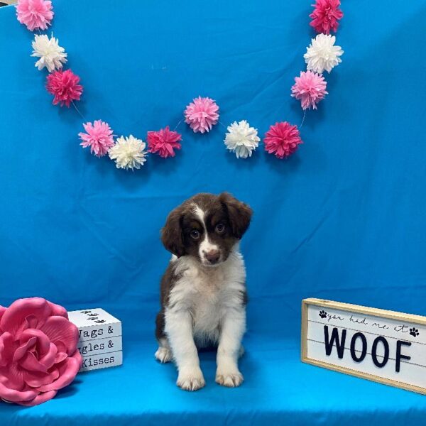 Miniature Australian Shepherd-DOG-Female-Chocolate, White & Tan-4192-Petland Woodlands, TX