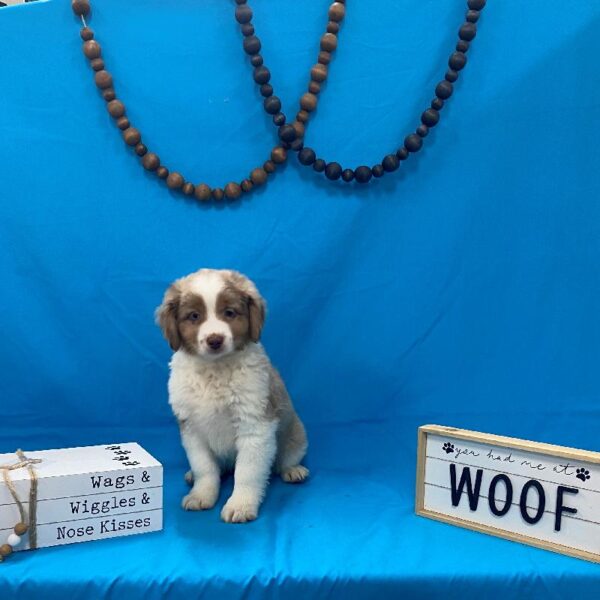 Miniature Australian Shepherd-DOG-Male-Chocolate & Tan Merle-4193-Petland Woodlands, TX
