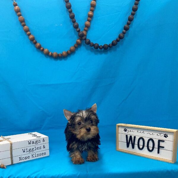 Silky Terrier-DOG-Male-Black & Tan-4195-Petland Woodlands, TX