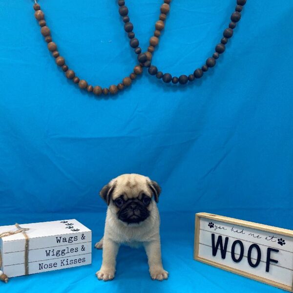 Pug-DOG-Male-Fawn-4196-Petland Woodlands, TX