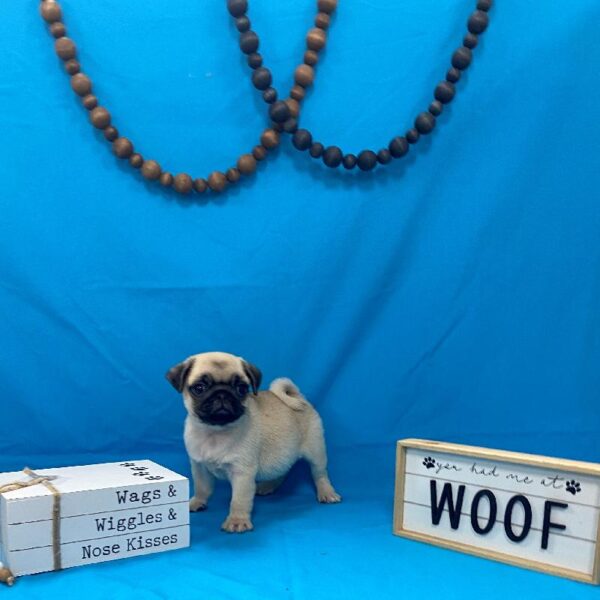 Pug-DOG-Male-Fawn-4197-Petland Woodlands, TX