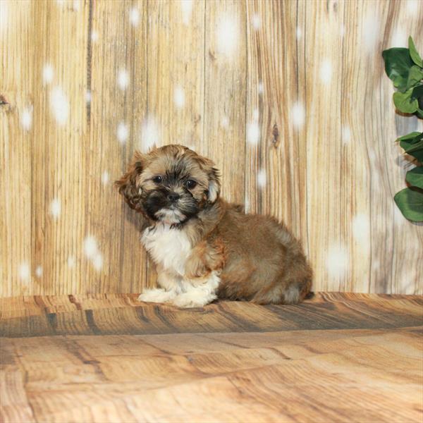 Shih Tzu-DOG-Male-Gold-4235-Petland Woodlands, TX