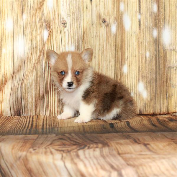 Pembroke Welsh Corgi-DOG-Male-Red Merle-4237-Petland Woodlands, TX