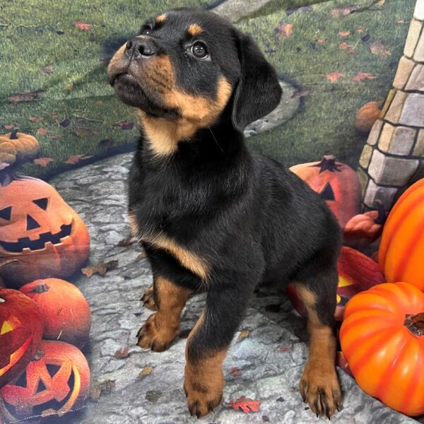 Rottweiler-DOG-Female-Black & Tan-43-Petland Woodlands, TX
