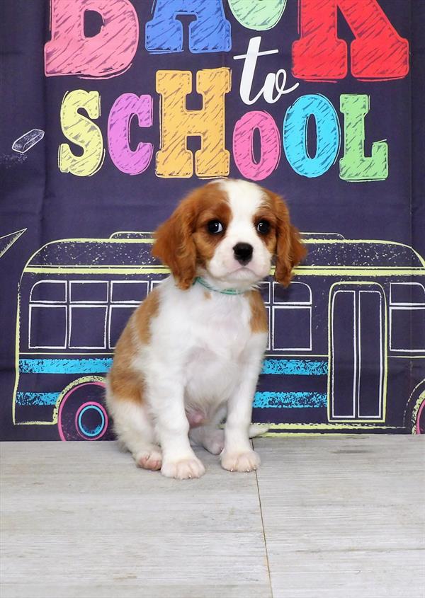Cavalier King Charles Spaniel-DOG-Male-Blenheim-4240-Petland Woodlands, TX
