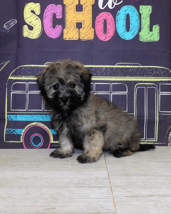 Havanese-DOG-Female-Sable-4241-Petland Woodlands, TX