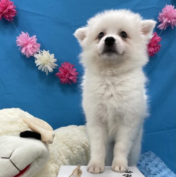American Eskimo-DOG-Female-White-4278-Petland Woodlands, TX