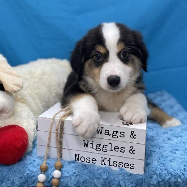 Miniature Australian Shepherd-DOG-Male-Black, White, & Tan-4277-Petland Woodlands, TX