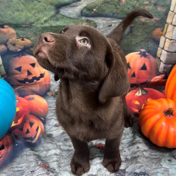 Labrador Retriever-DOG-Male-Chocolate-49-Petland Woodlands, TX