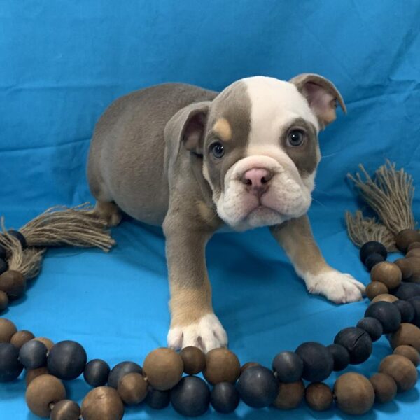 English Bulldog-DOG-Male-Lilac Tri-4312-Petland Woodlands, TX