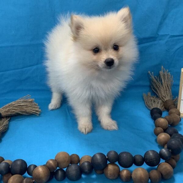 Pomeranian-DOG-Male-Cream-4314-Petland Woodlands, TX