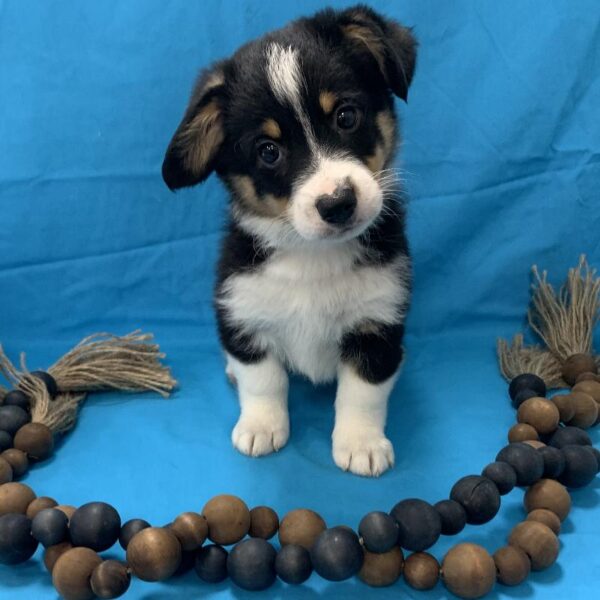 Miniature Australian Shepherd-Pembroke Welsh Corgi-DOG-Male-Tricolor-4315-Petland Woodlands, TX