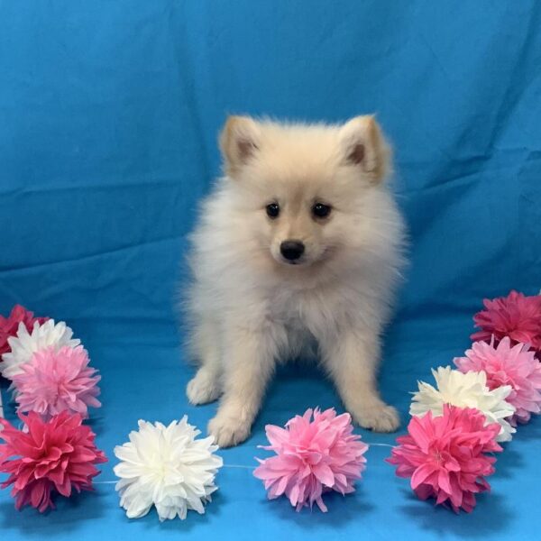 Pomeranian-DOG-Female-Cream-4313-Petland Woodlands, TX