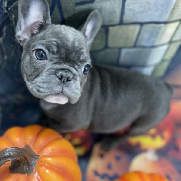 French Bulldog-DOG-Female-Blue-46-Petland Woodlands, TX