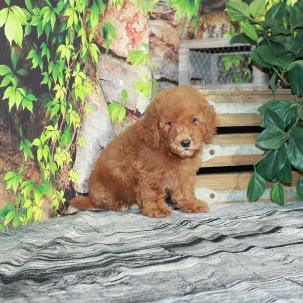 Goldendoodle Mini 2nd Gen-DOG-Male-Red-4335-Petland Woodlands, TX