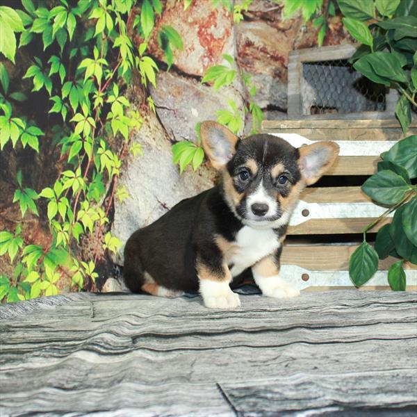 Pembroke Welsh Corgi-DOG-Female-Black / Tan-4336-Petland Woodlands, TX