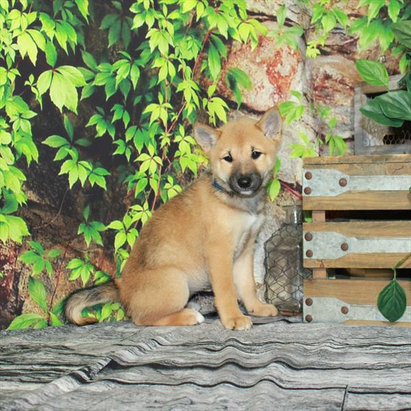 Shiba Inu-DOG-Female-Red Sesame-4337-Petland Woodlands, TX