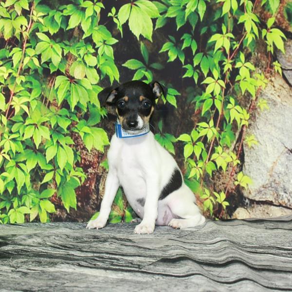 Jack Russell Terrier-DOG-Female-Black White / Tan-4338-Petland Woodlands, TX